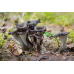 Мицелий Лисички серой / Вороночник рожковидный (Craterellus cornukopioides) Мицелий Лисички серой / Вороночник рожковидный (Craterellus cornukopioides)